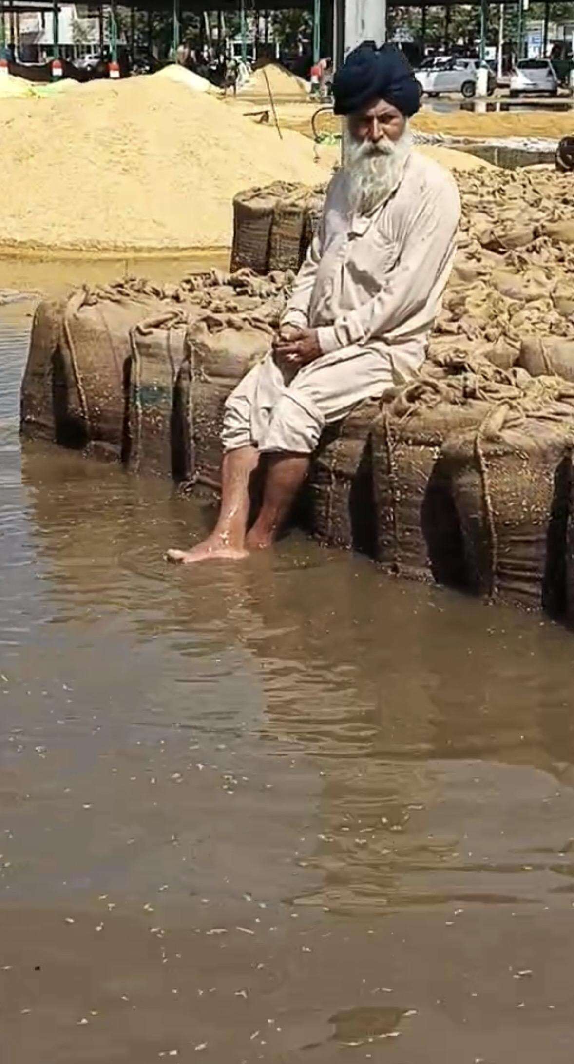 477% excess rain in 24 hrs damages paddy, cotton in Punjab