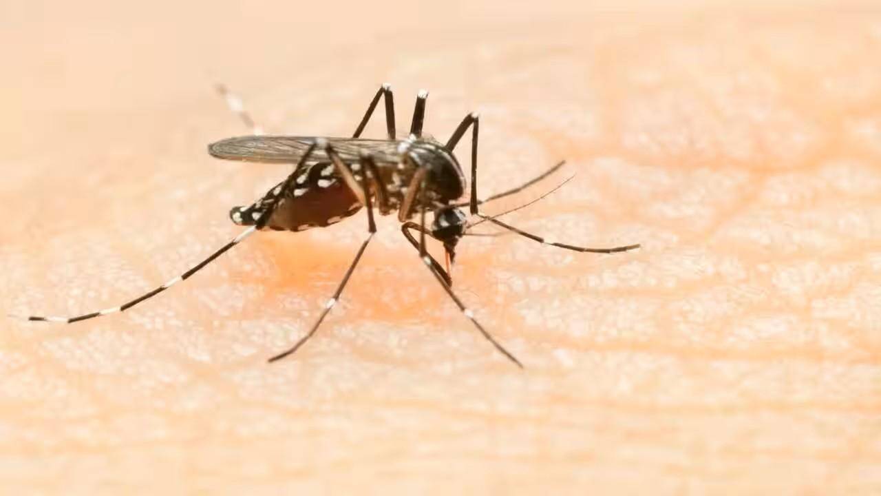 Pregnant Woman with Dengue Denied Hospital Bed in Mumbai, Sparking Outcry