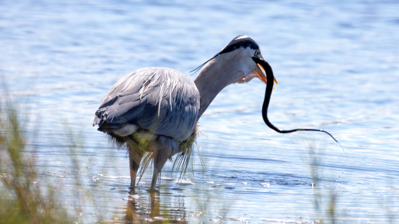 Secretary bird kicks a cobra's head with force five times its body weight: 5 birds that hunt down venomous snakes for lunch
