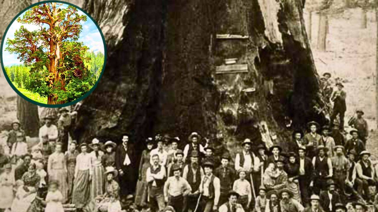 The world’s largest known juniper has a hollow trunk that hides its exact age