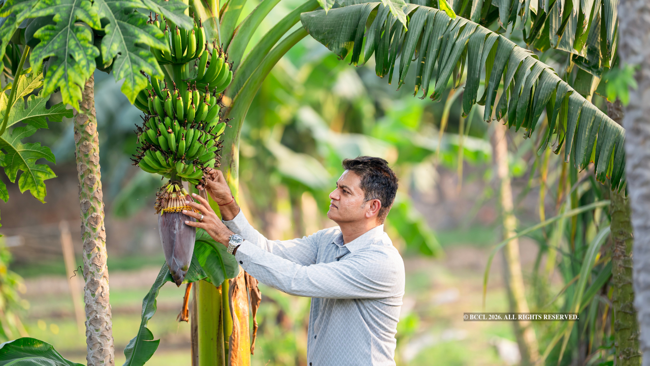 Weekend farmers find their patch of peace in NCR