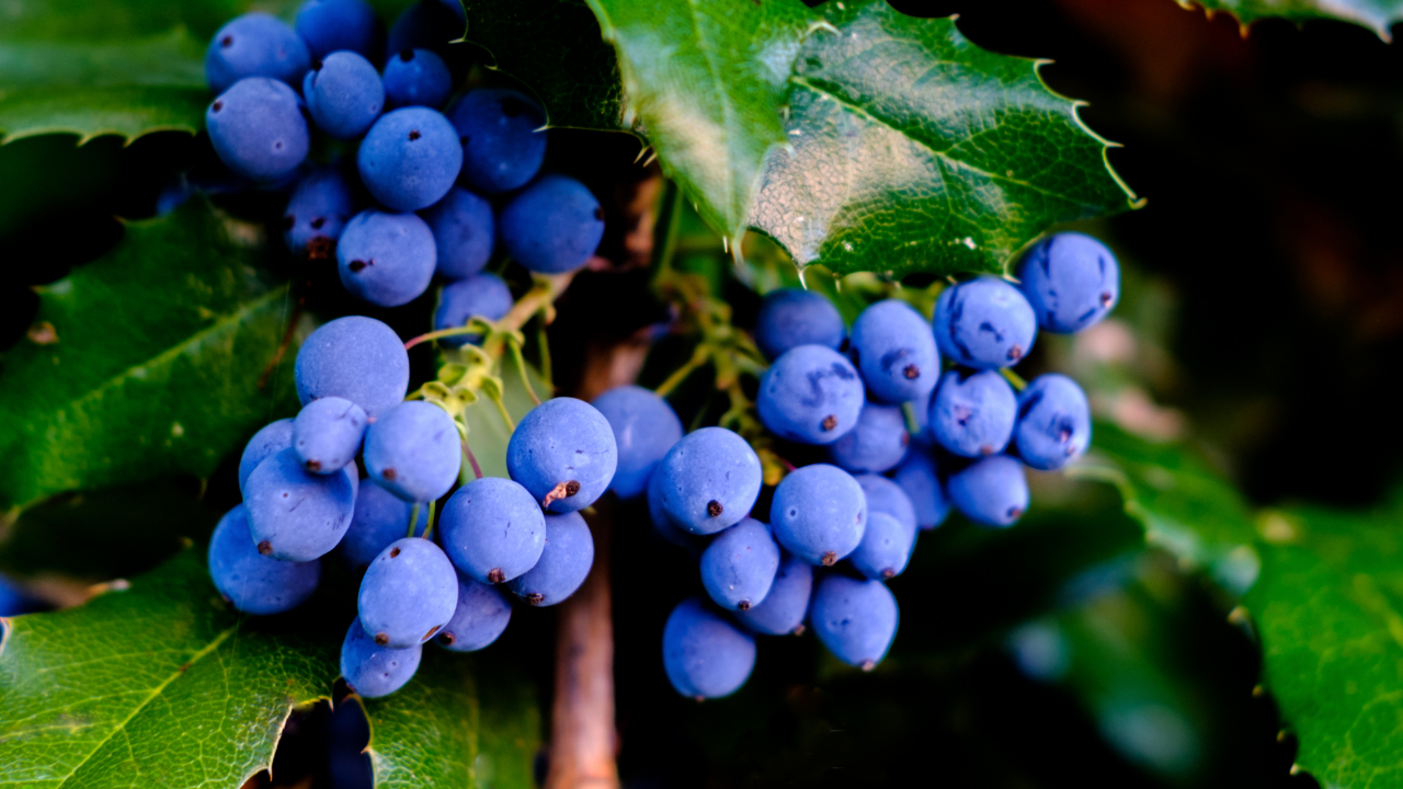 How to grow blueberries in pots or in your home garden: Easy step by step guide for beginners
