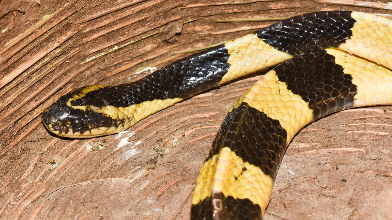 Cobra snakes are nature's cannibals and are known to feed on their kind: 5 snakes that eat other venomous snakes