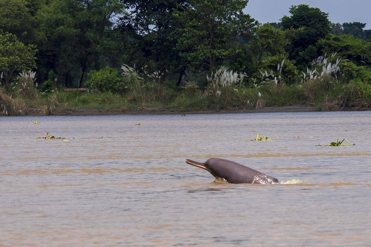 Two Hundred Twenty‑Eight Students Enlist in River Dolphin Conservation in West Bengal
