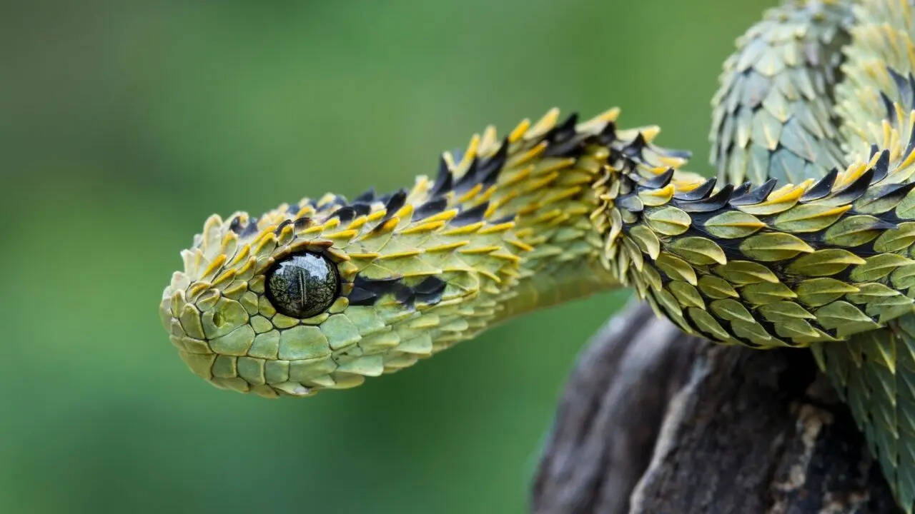 Spider-tailed viper attracts birds with its spiny, spider-like tail: 7 of the world’s strangest-looking snakes, from horned vipers to dragon snakes