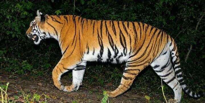 Buxa Tigress Marks Territory Across 30 Sq Km Ten Days After Release