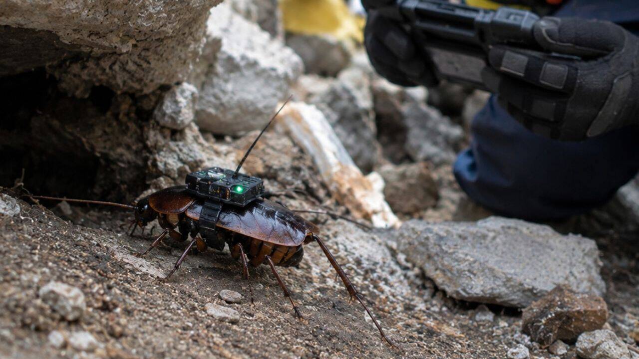 Researchers equip giant cockroaches with medical backpacks to deliver life-saving aid