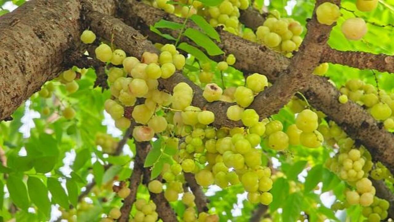 How to grow amla (Indian gooseberry) at home: A step-by-step guide for beginners