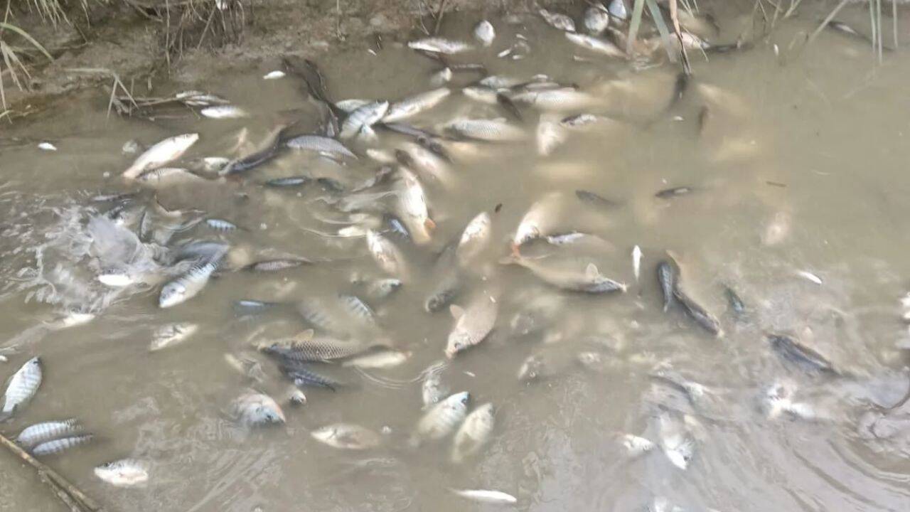 Mass Fish Mortality Along Yamuna in Delhi Raises Alarm Over Water Quality