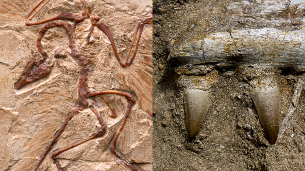 150-million-year-old bird had tiny wings and dinosaur-like teeth