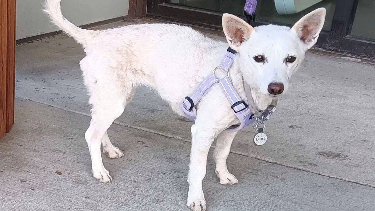 Dog survives 34 days alone in Yellowstone, losing nearly half her weight