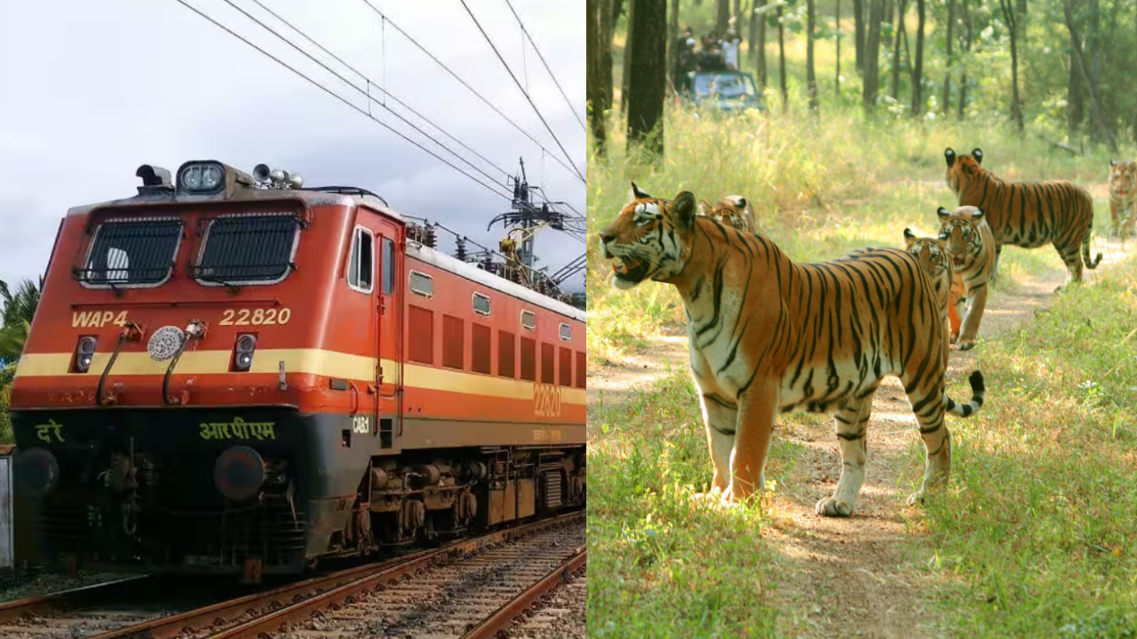 Mumbai to tiger reserves: IRCTC launches 5 wildlife tour packages from November 19