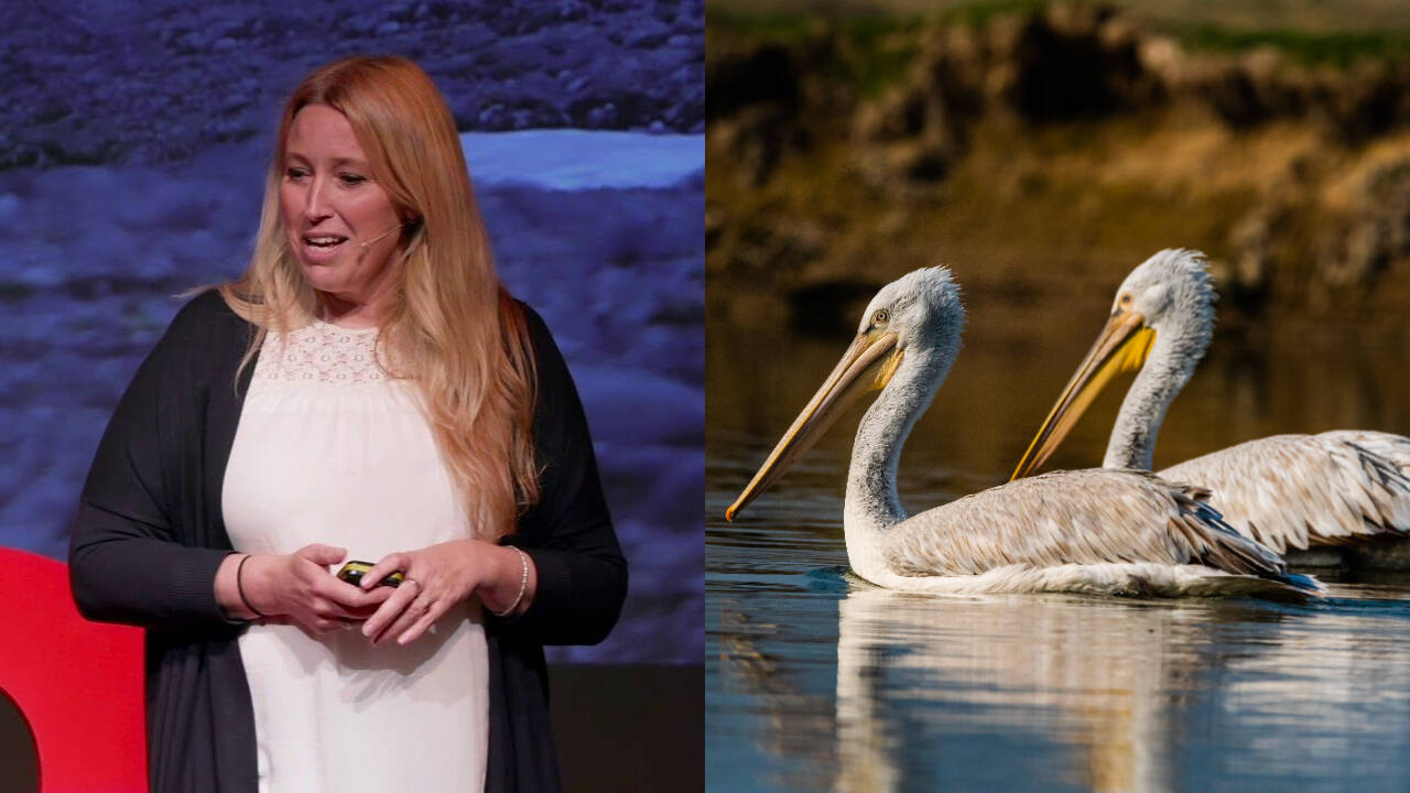Sacha Dench: ‘Human Swan’ wins 2026 RSPB medal for lead ammunition ban