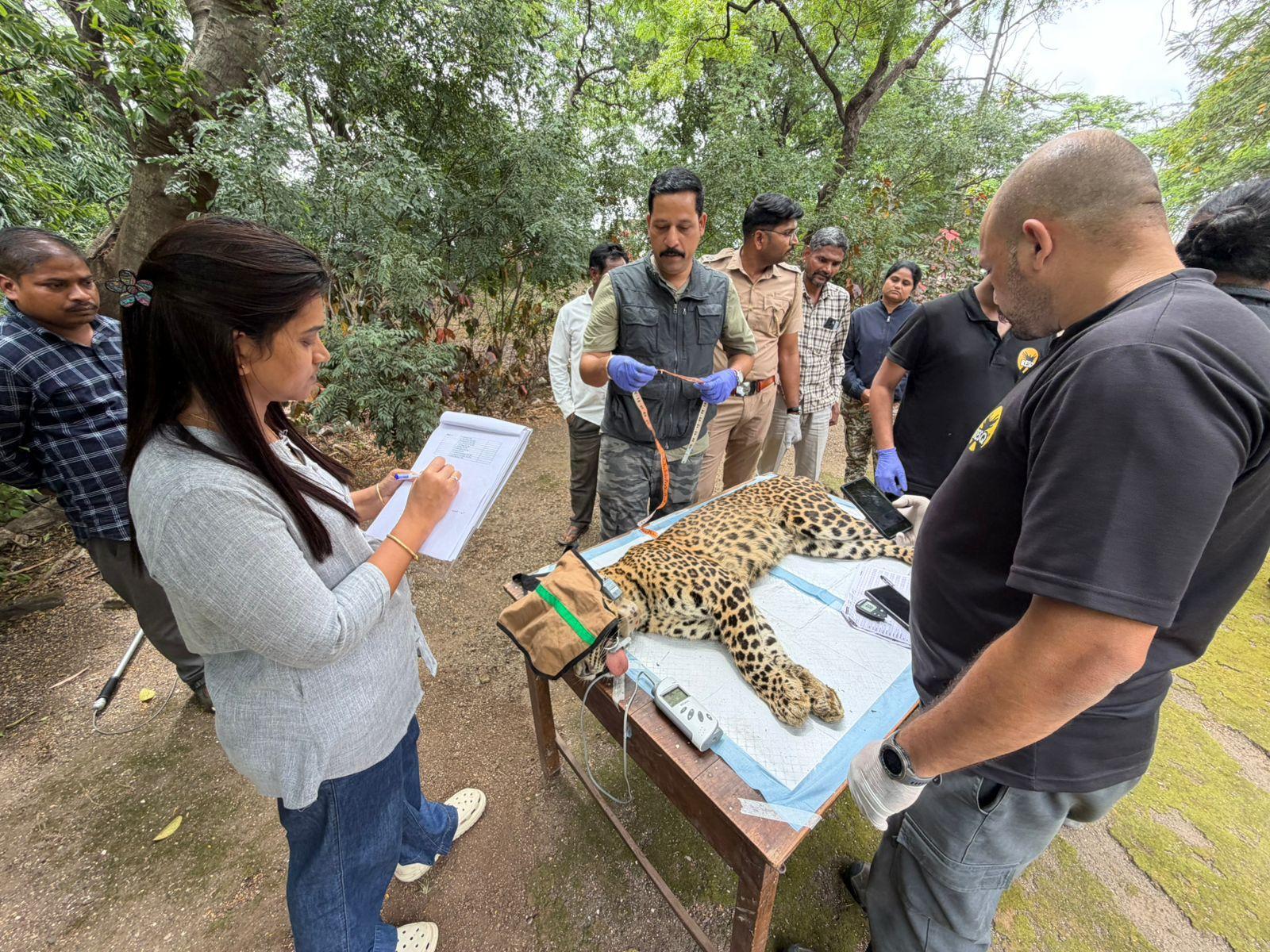 Leopard Birth Control Trial Begins in Junnar, Aiming to Ease Human‑Wildlife Tension