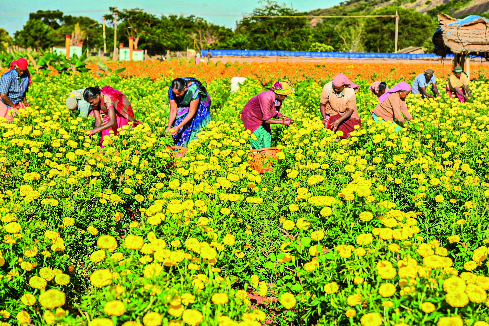 TN’S TIME TO BLOOM