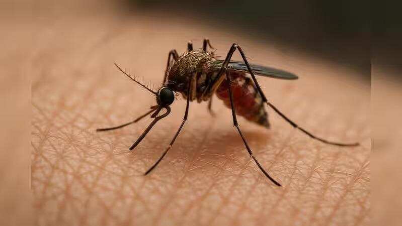 TN to study effects of mosquito repellent creams in Tenkasi