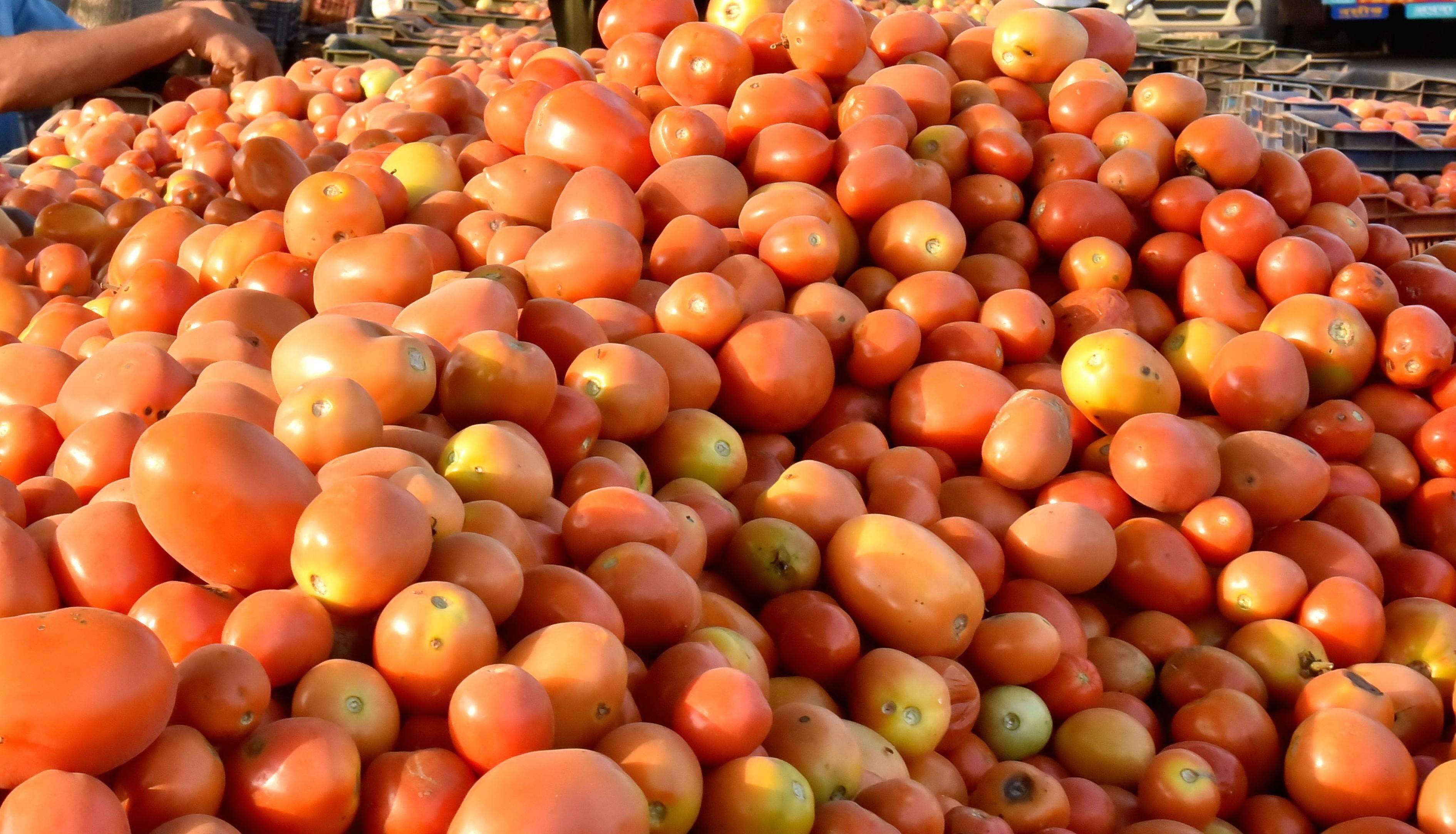 Bengaluru Tomato Prices Plunge by Up to Eighty Percent