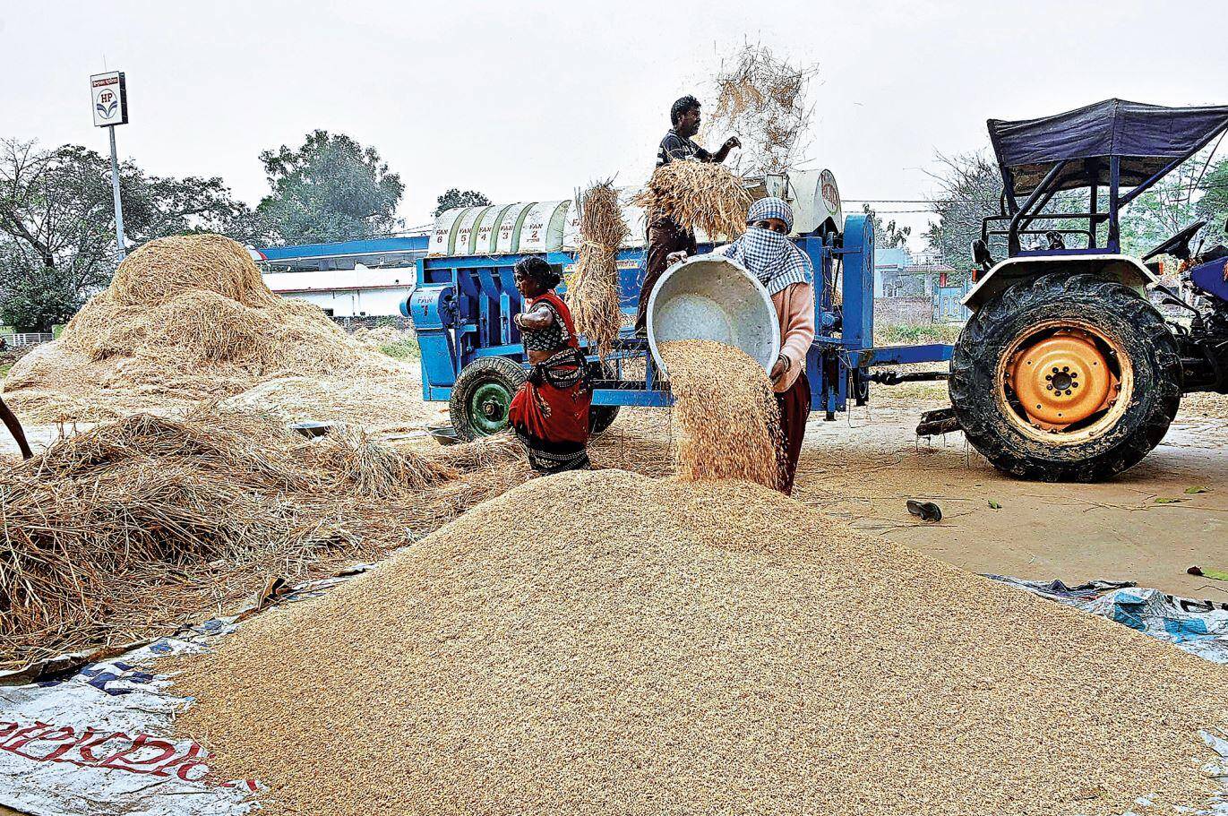 A 65% Surge in Rice Prices Exposes the Fragility of India’s Food Security