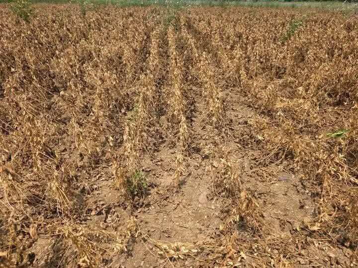 Maharashtra Orders Seed Companies to Pay Soybean Farmers for Verified Losses