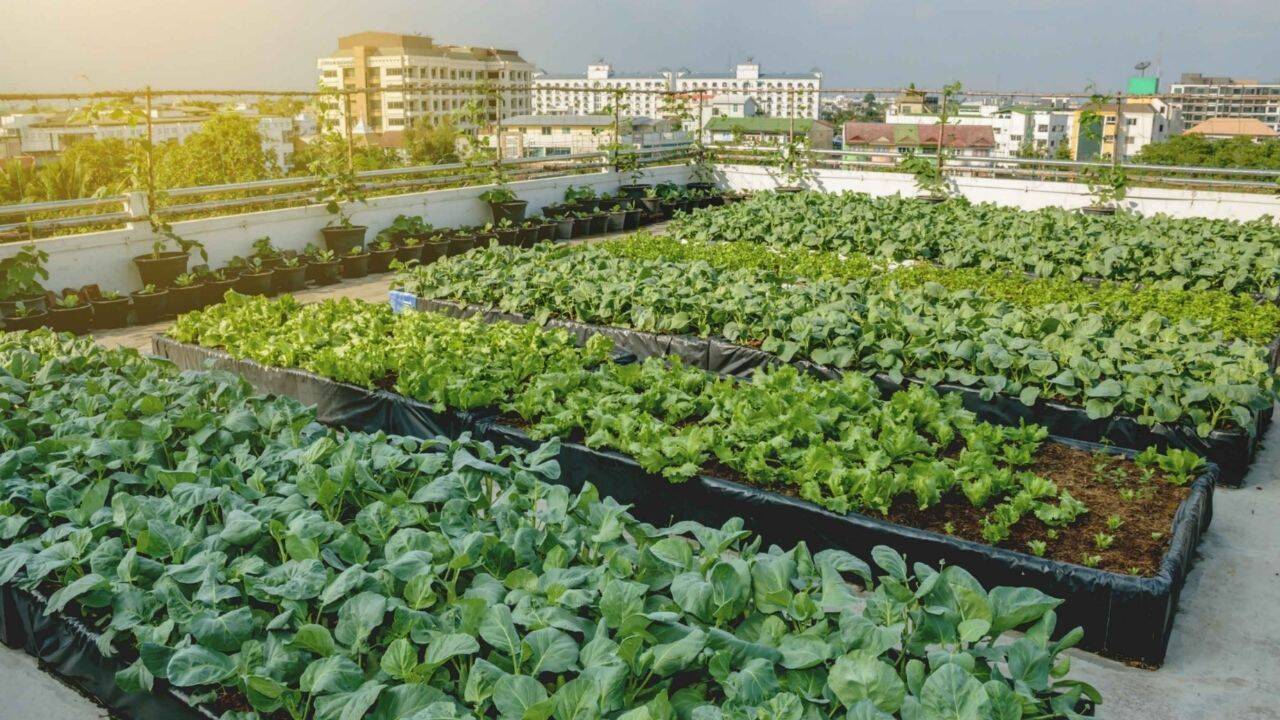Uttar Pradesh rolls out rooftop gardening scheme to reshape urban food supply
