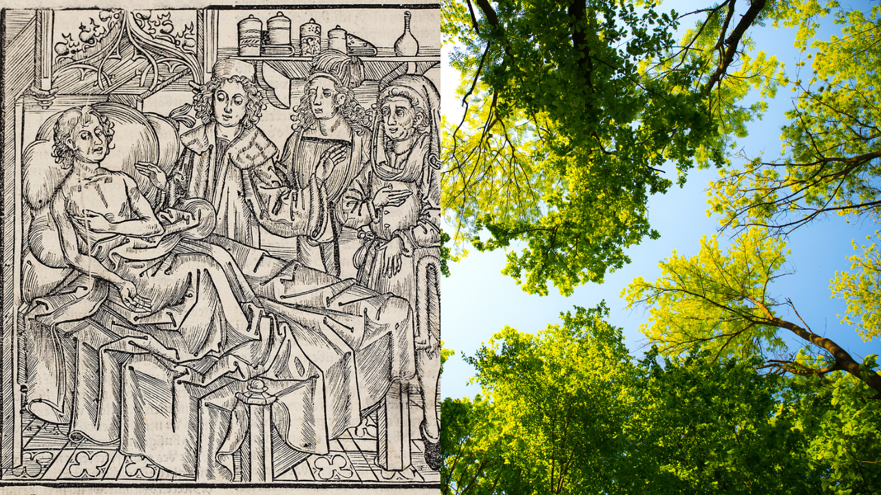 Europe’s plant diversity fell after the Black Death; recovered due to farming
