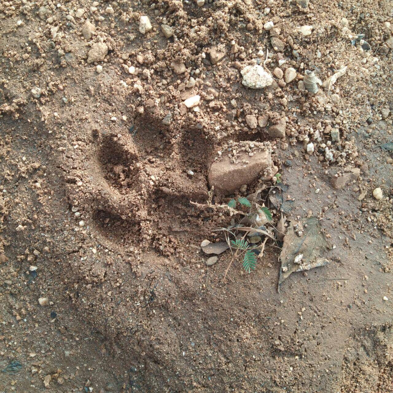 Farmer fights off tiger with sickle, survives attack in Chandrapur