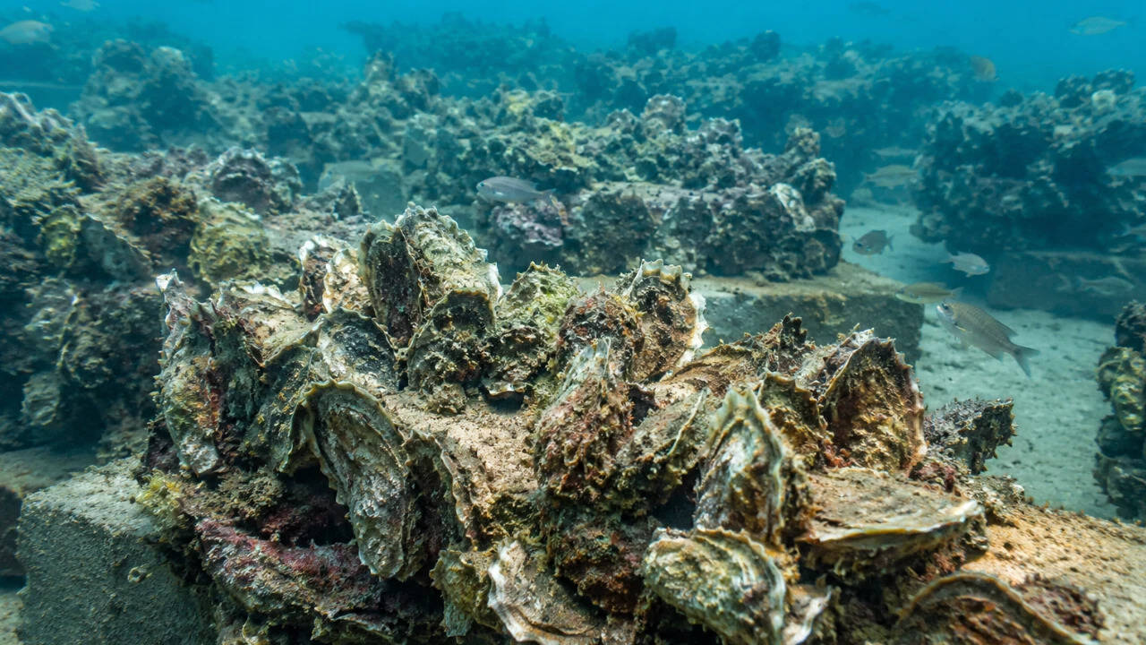 China's Bohai Bay oyster reefs show recovery, with 286 oysters per square metre