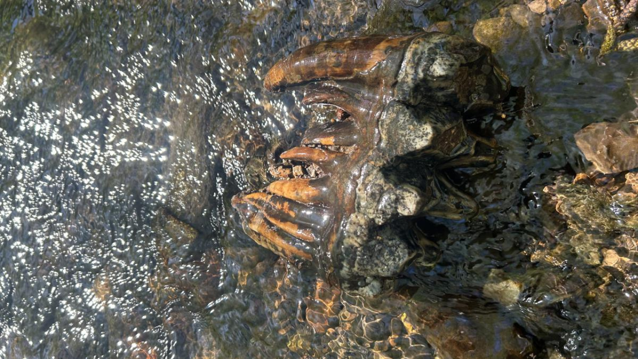 California geologist finds creek fossil using Google image search