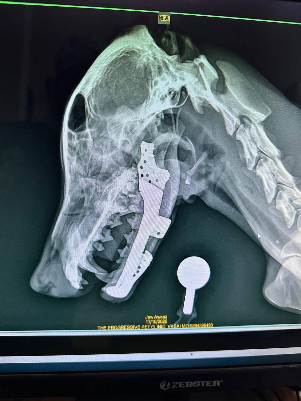 Custom 3D-printed titanium implant by Mumbai vets gives new lease of life to stray dog with smashed lower jaw