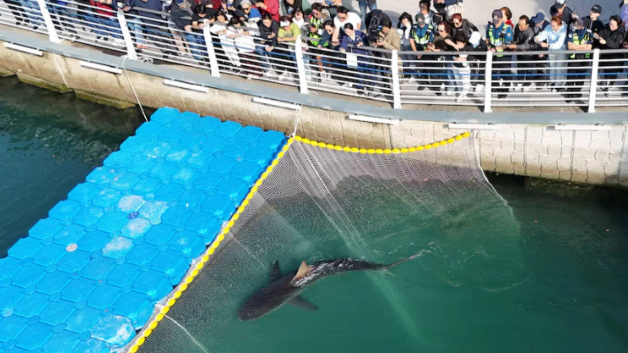 South Korean rescuers try three times to free shark, but it swims back into canal