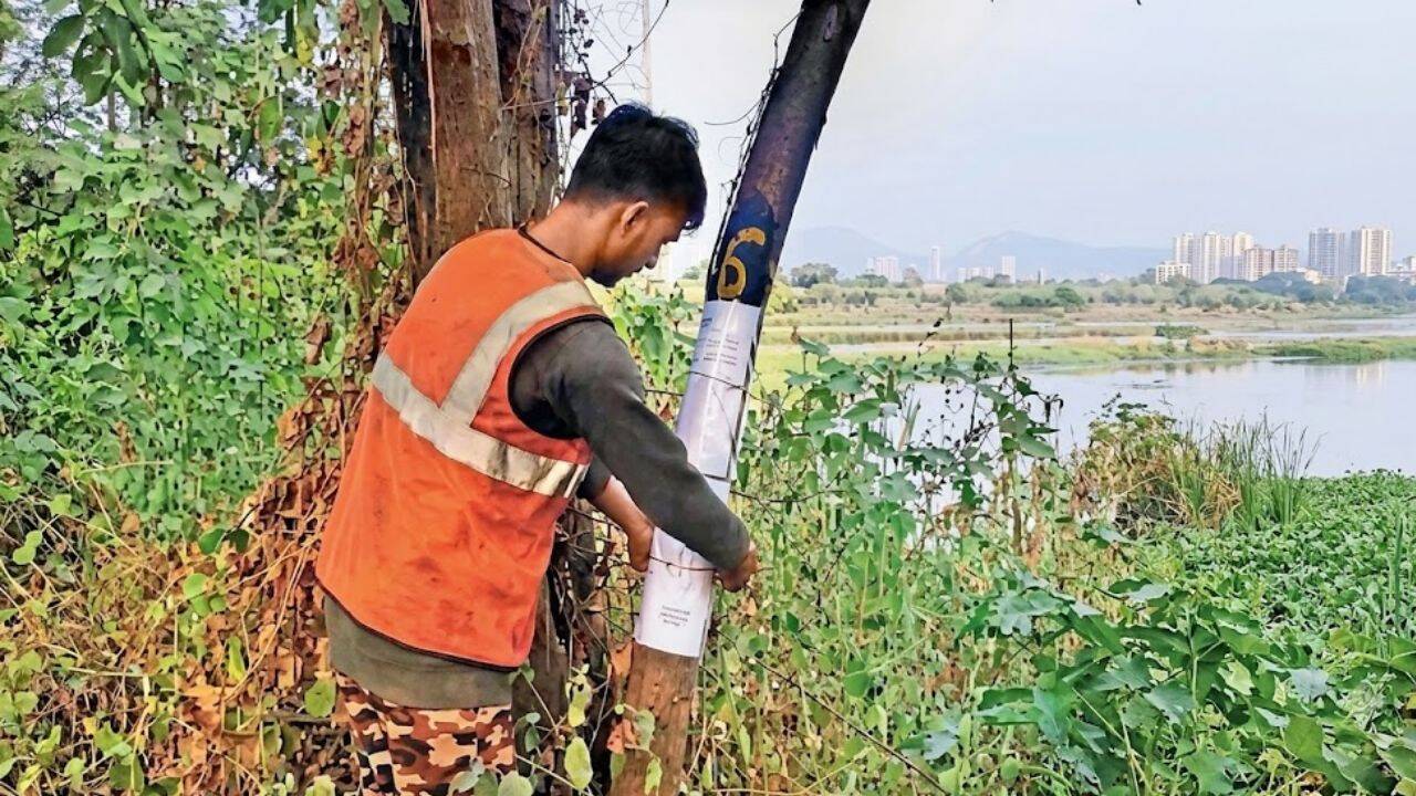 Mumbai’s GMLR Phase IV clears path for development at cost of 695 trees