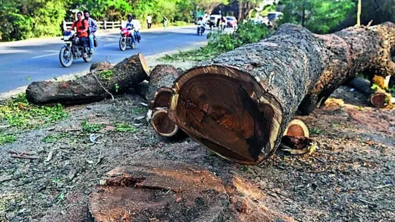 Mumbai tree felling: Maharashtra scrapped mandatory state-level scrutiny in 2023; RTI records show what changed