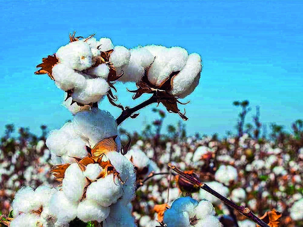 Cotton Prices Surge to ₹9,260 per Quintal as El Nino Threatens Harvest
