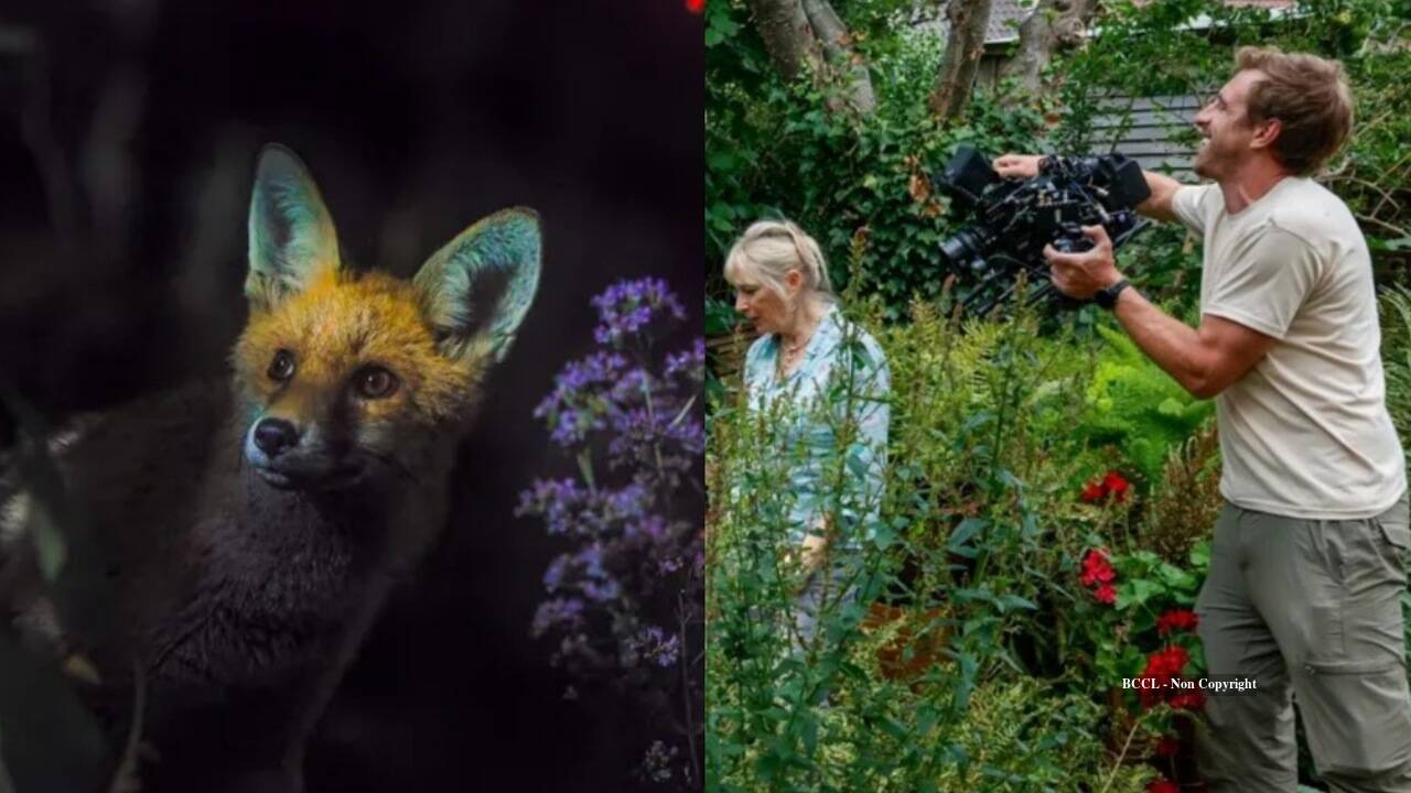 Bristol woman's garden features in David Attenborough's wildlife documentary; cameras capture fox cubs, hedgehogs using hidden garden highways and frogs, revealing the extraordinary wildlife thriving in an ordinary urban backyard