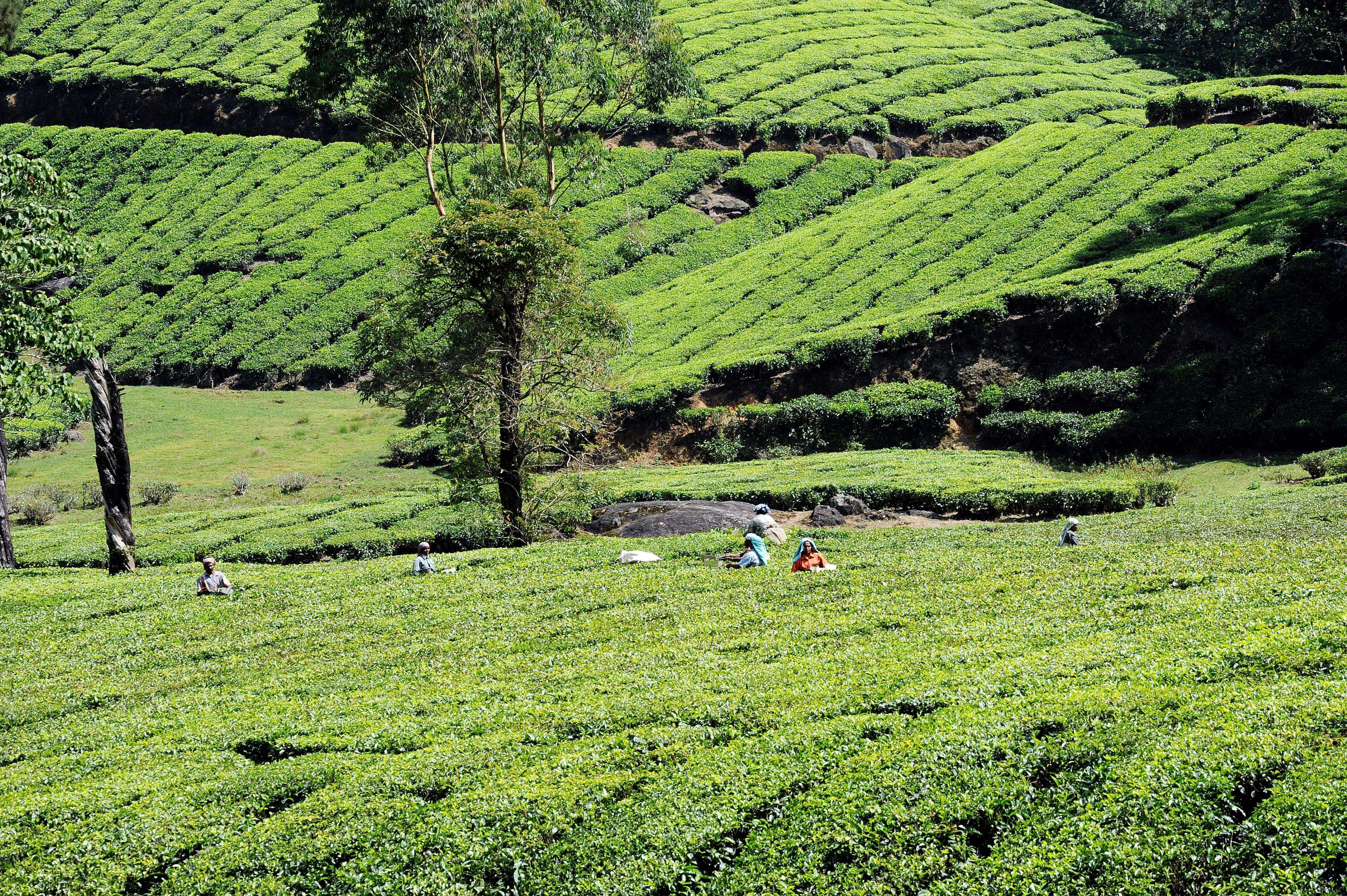 The Cost of Silence: Tea Garden Lockout Strips 1,800 Workers of Livelihood