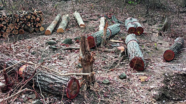 Opposition, greens against plan to axe 32,000+ trees in Karjat forest for power project