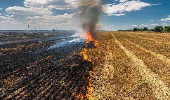 Punjab Records 574 Farm Fires, Authorities Lodge 113 FIRs