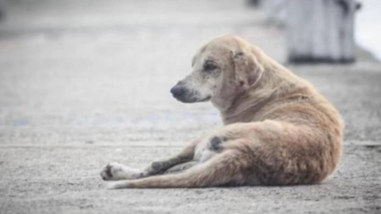 Hyderabad man booked for sexually abusing dog