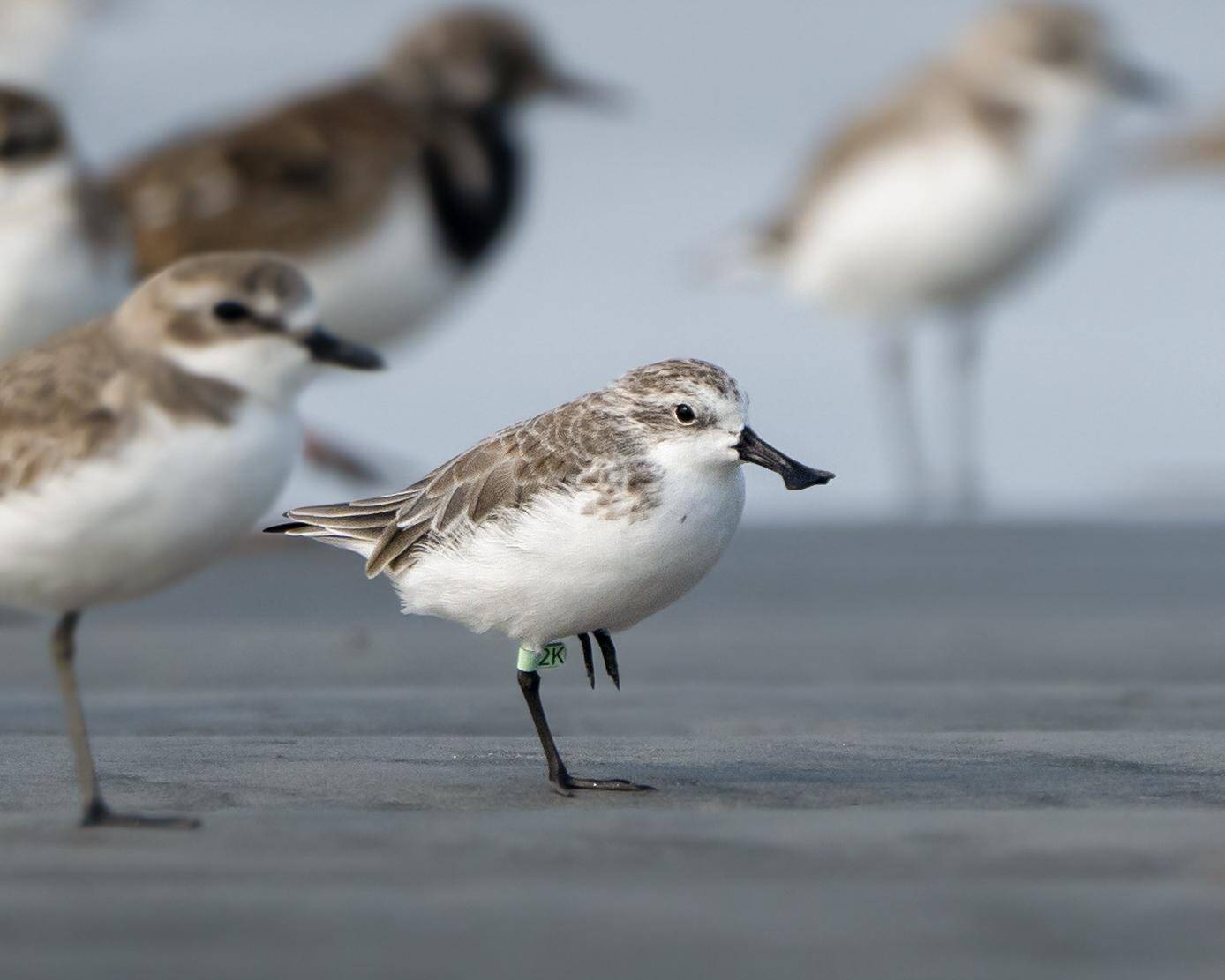 Rare Spoon‑Billed Sandpiper Returns to West Bengal Shore