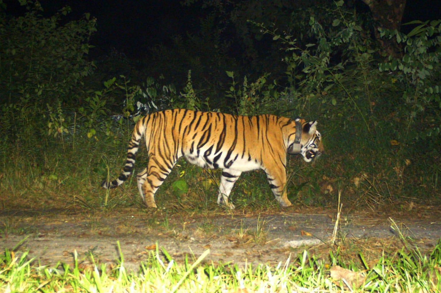 Buxa tigress moves into Assam’s Raimona forest after village fatality