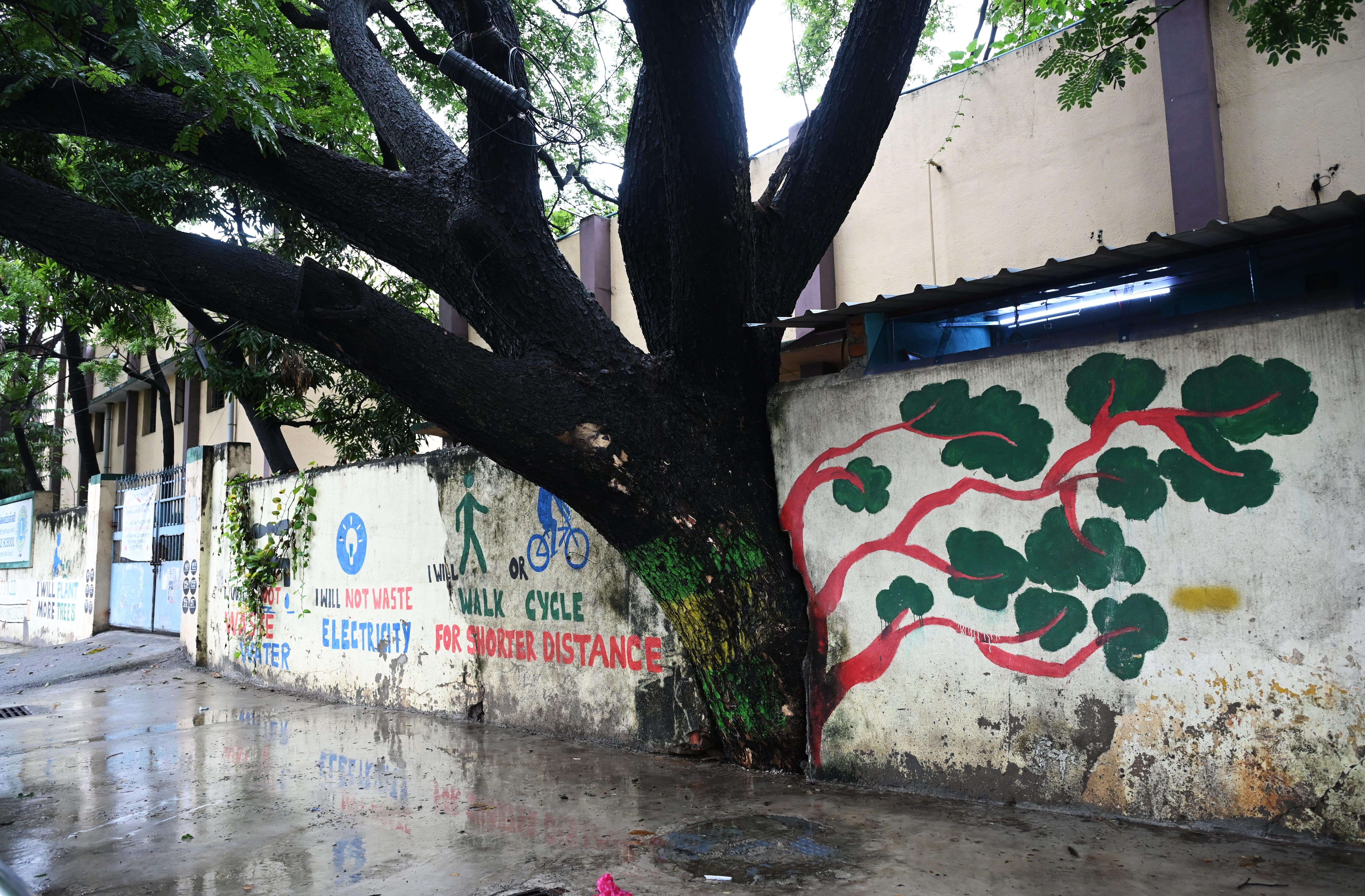 Uncounted and uncared for: city’s tree cover falls short of state green targets