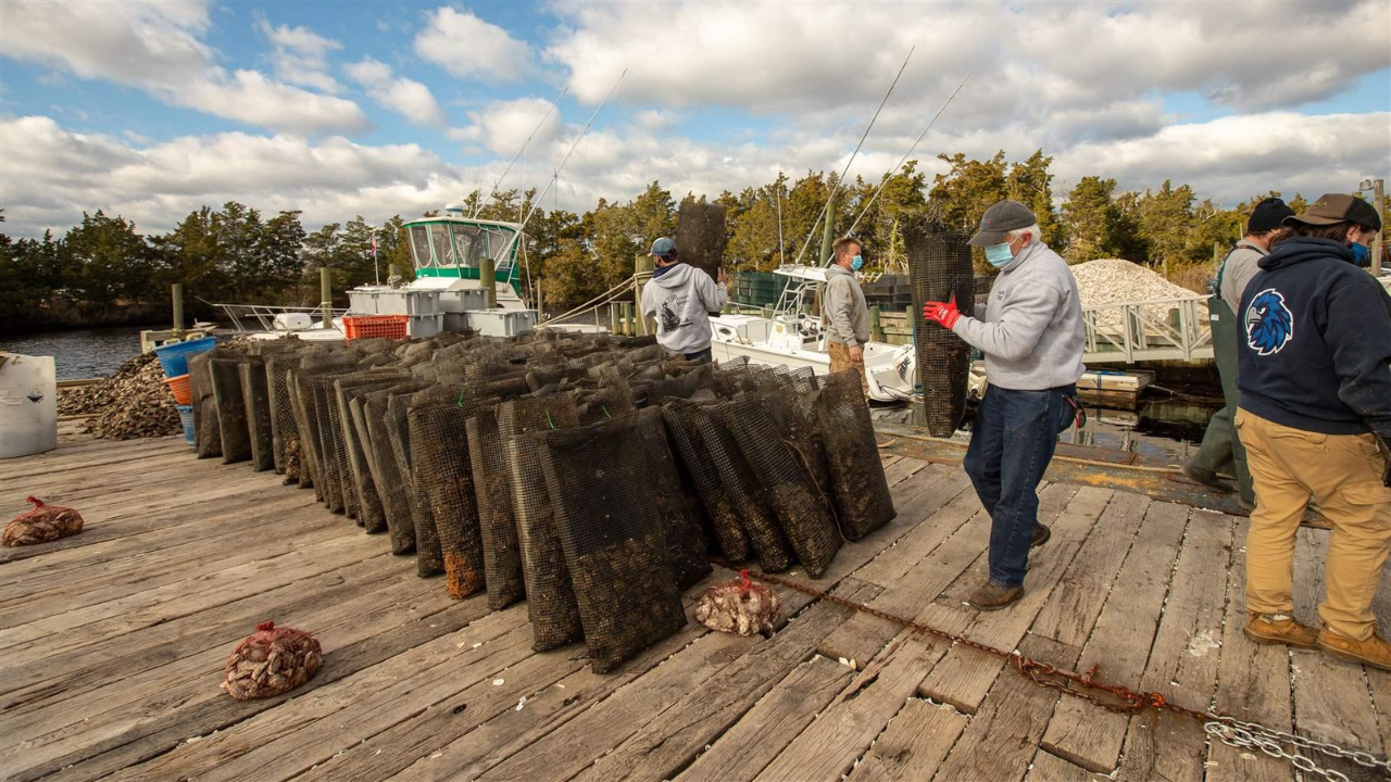 US oyster rescue buys 7 million oysters for 35 reef sites, helping protect 1,000+ jobs