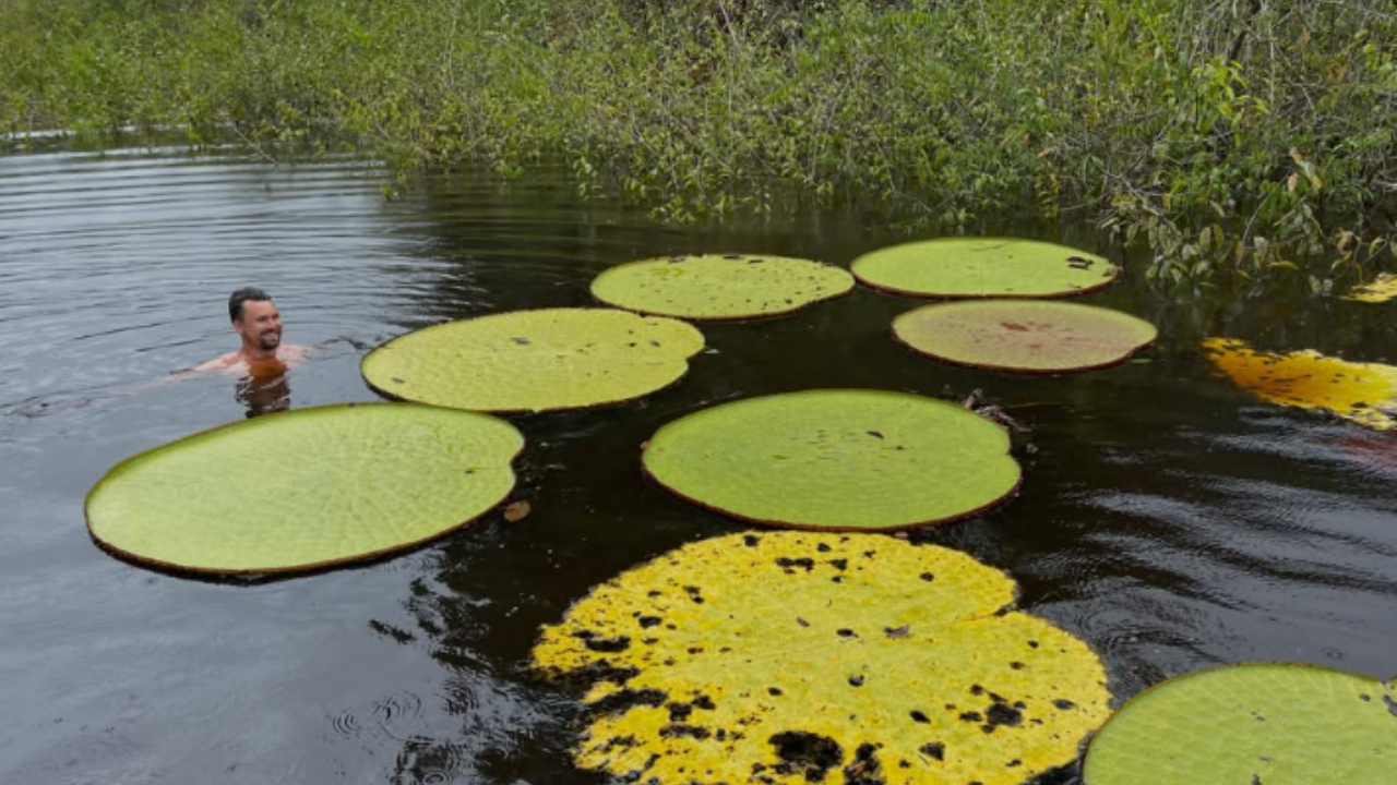 How an Instagram post revealed a giant waterlily unknown to science for millions of years
