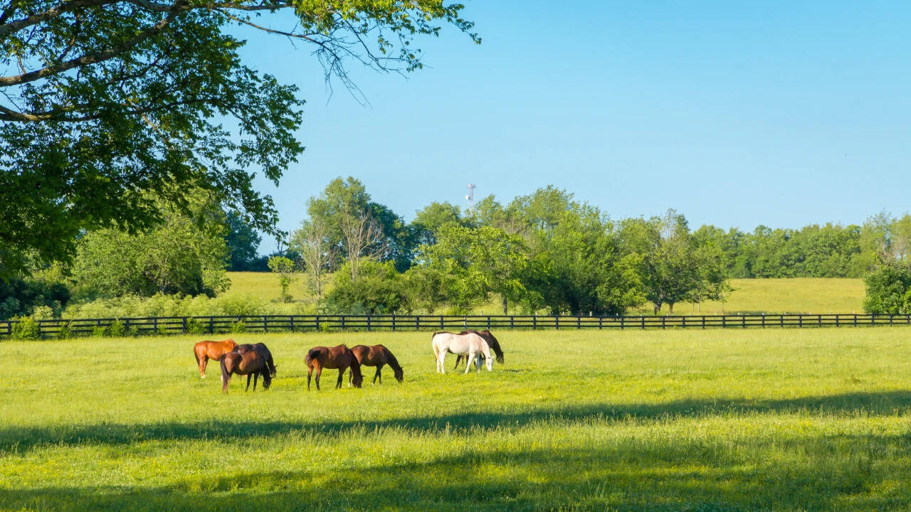 A 219-acre Florida cattle ranch facing development pressure was approved for a $20.15 million conservation easement in September 2026, allowing agriculture to continue while permanently restricting development