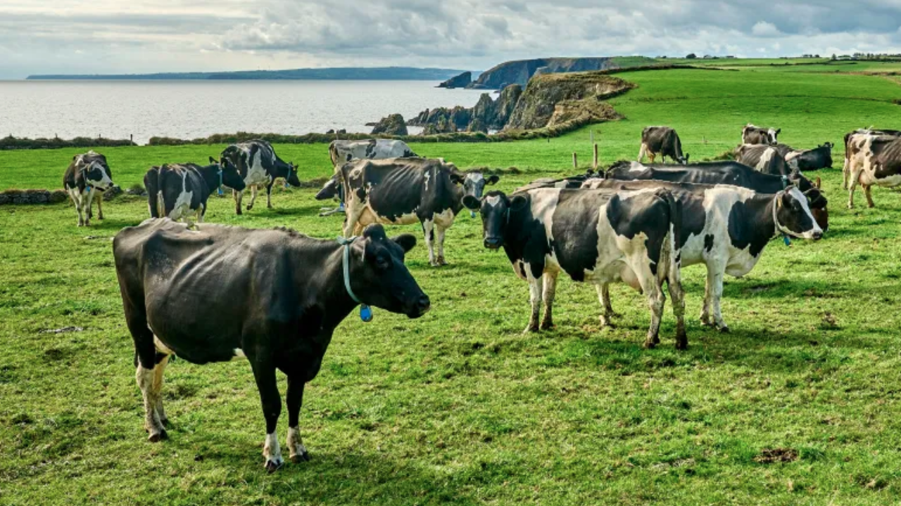 Irish farmer builds solar farm on 1.5 acres, powers 150 homes while sheep graze beneath panels
