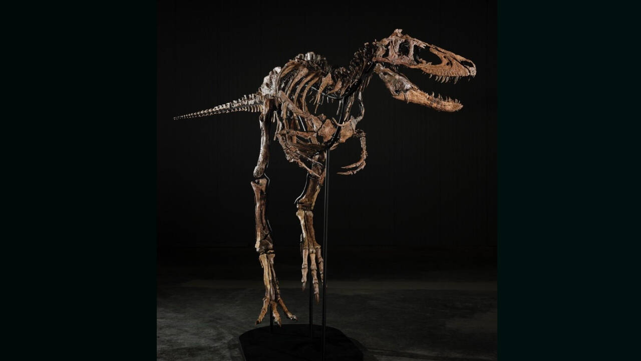 Rare dinosaur skeleton ‘Jodi’ sells for ₹449 crore after fierce bidding war in New York
