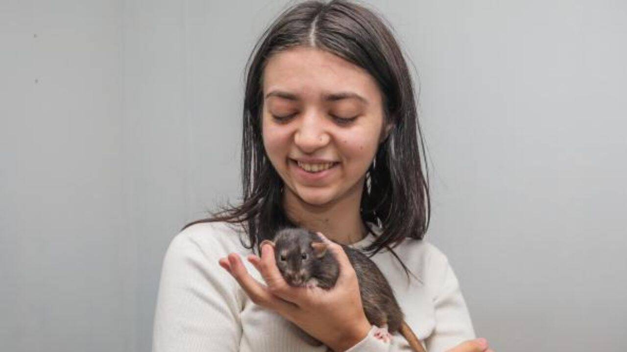 British university student turns her pet rats into viral miniature artists