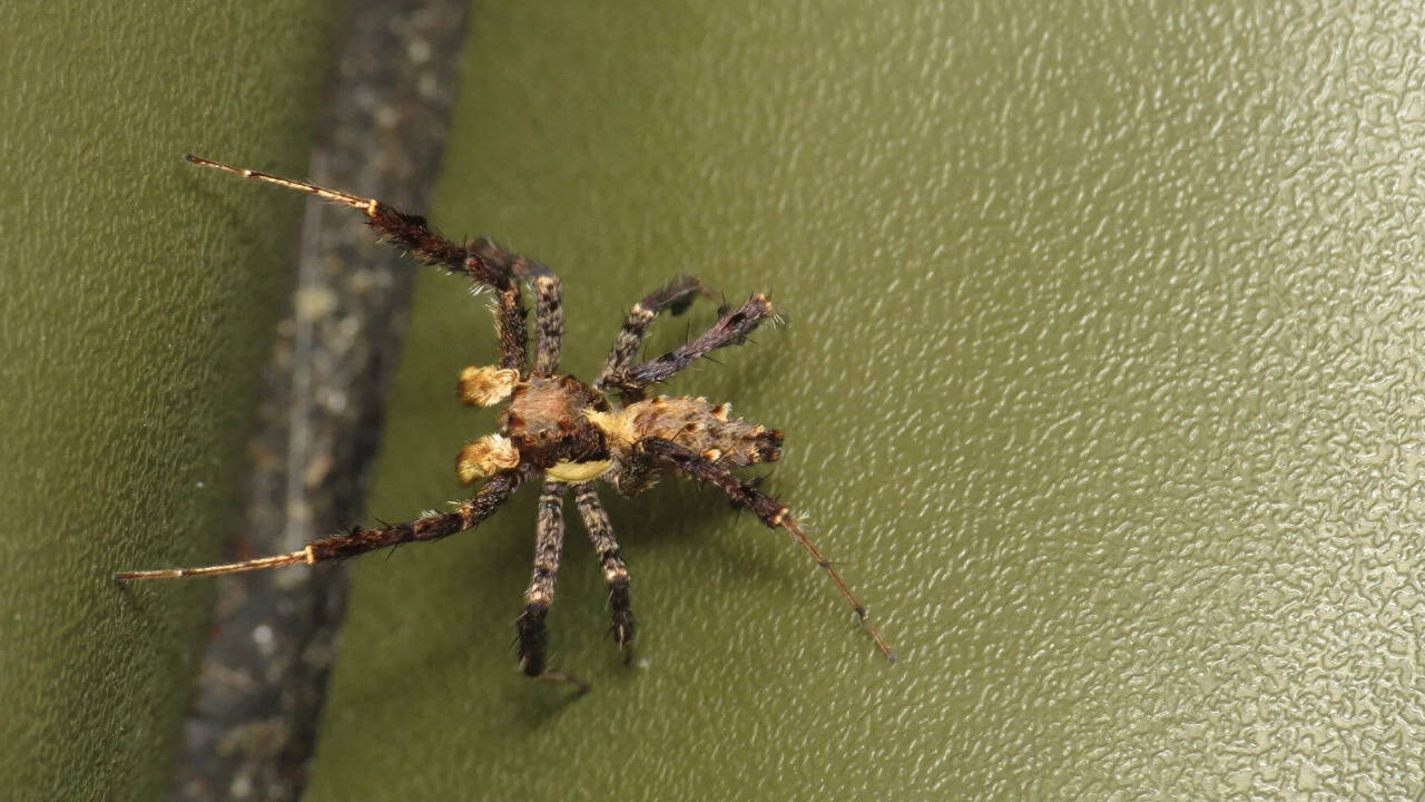 Do spiders dream? Researchers studying spiders have found sleep patterns resembling REM sleep