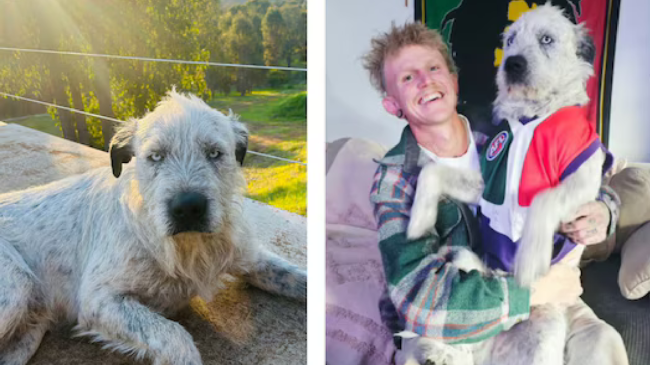 Australian man offers $10,000 for missing dog, targeted by AI-photo scam