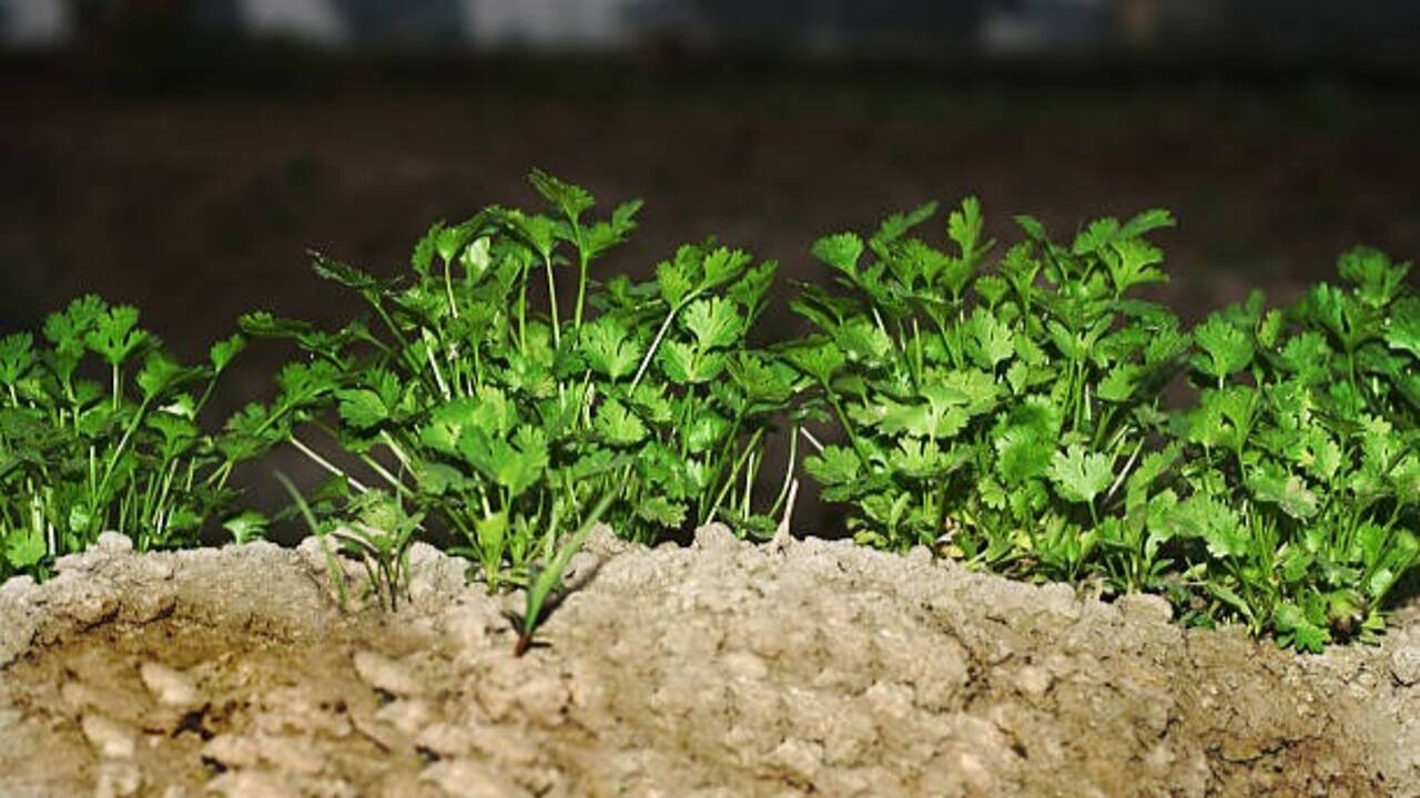 Mint plant care in October: 6 essential tips to keep your plant healthy and thriving longer